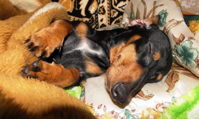 12 Realities That New Dachshund Owners Must Accept 5