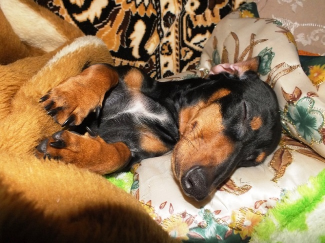 sleep dog doxie dachshund
