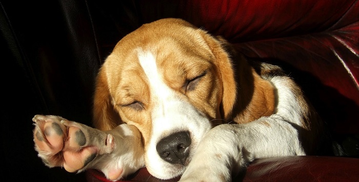 sleeping beagle photo pics dog