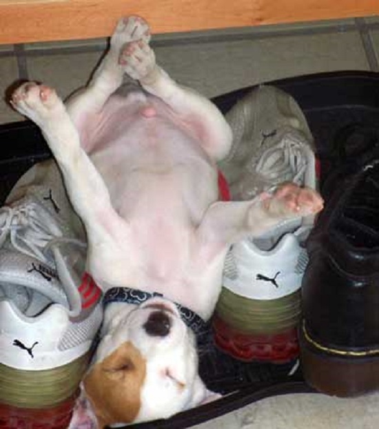 sleeping jack russell