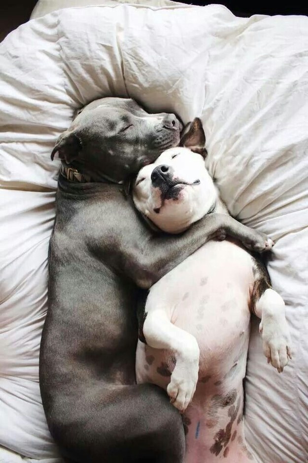 sleeping pit bulls photo dogs