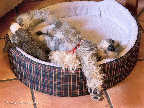 sleeping schnauzer photo dog