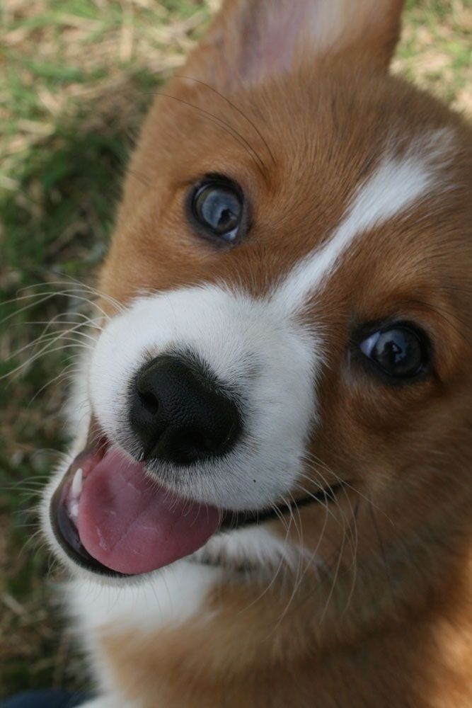 19 Smiling Dogs That Will Put A Big Smile On Your Face-4034
