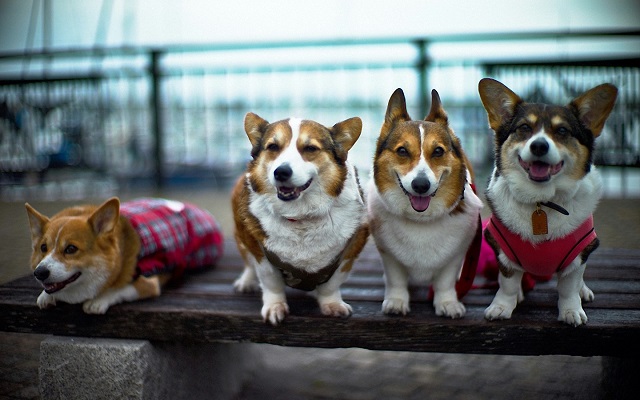 smiling corgis funny on bench dogs