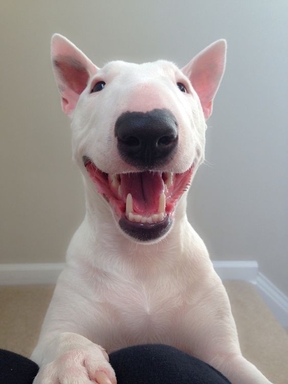 smiling english bull terrier photo