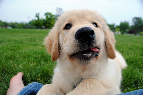 smiling golden retriever