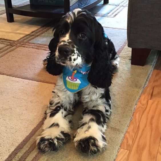 springer spaniel birthday pics dog