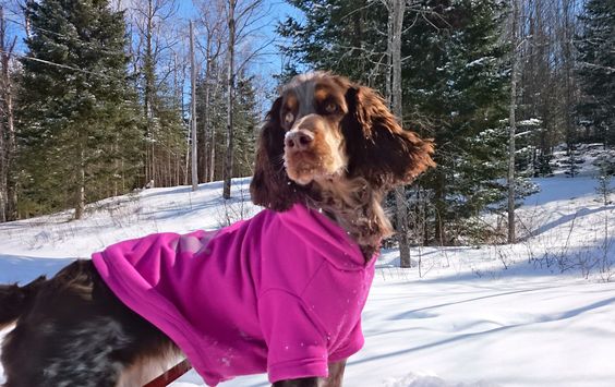 springer spaniel outfit pics