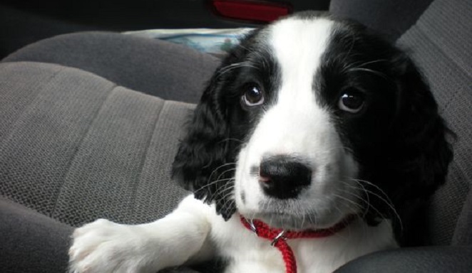 14 Things That Make Springer Spaniels Happy 6