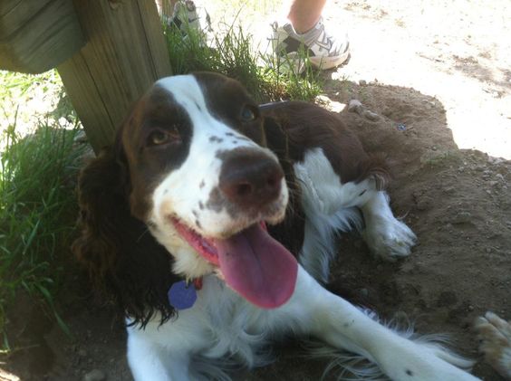 springer spaniel rest dog shade
