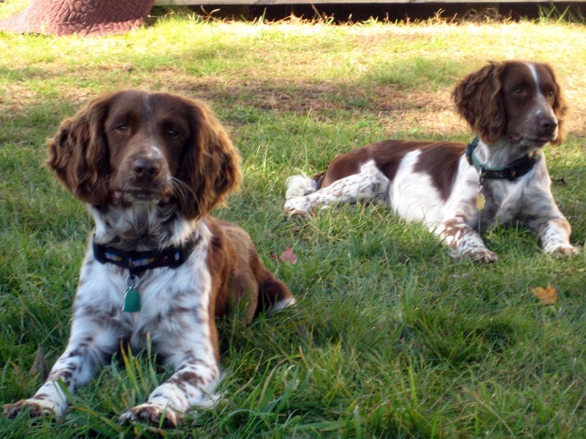 springer_spaniel_ dogs lying