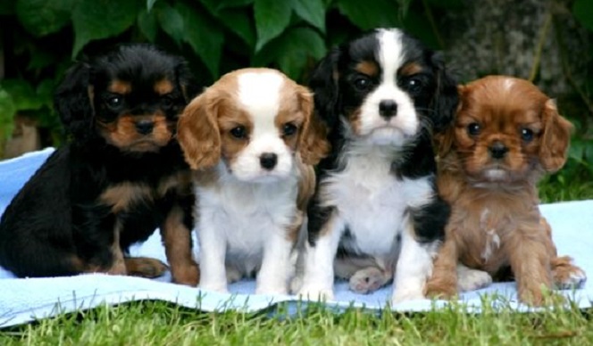 Top 10 Things Cavalier King Charles Spaniels Don’t Like 4