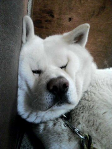 white akita inu face