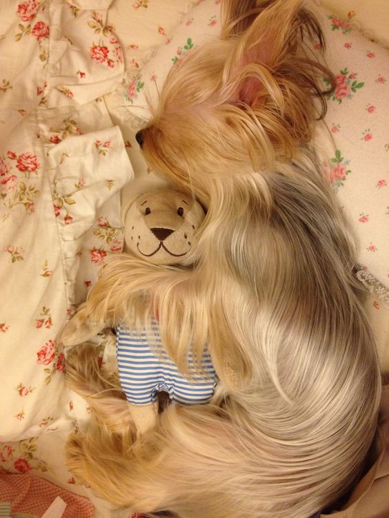 14 Things That Make Yorkies Happy
