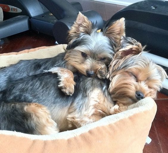 14 Things That Make Yorkies Happy