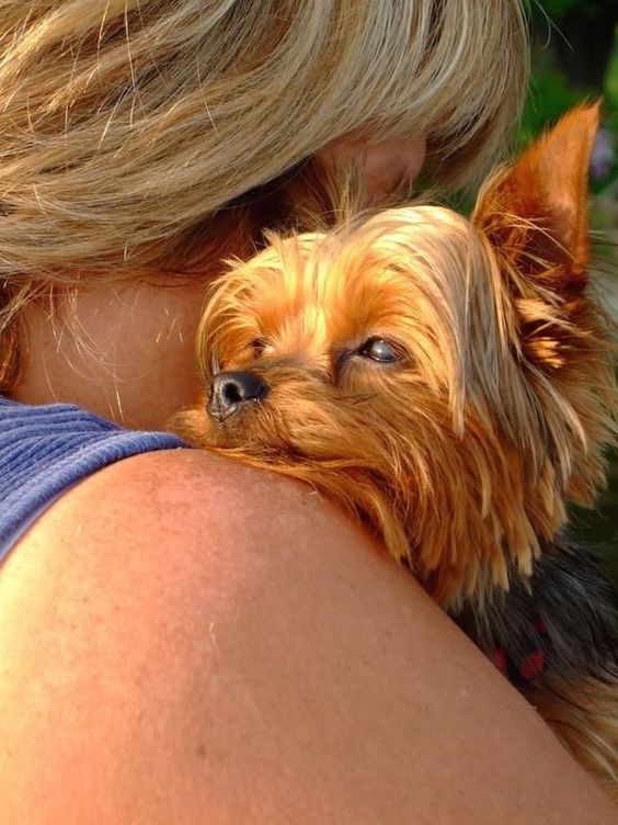 14 Things That Make Yorkies Happy
