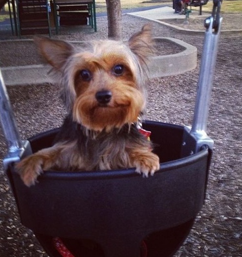 yorkie-swing