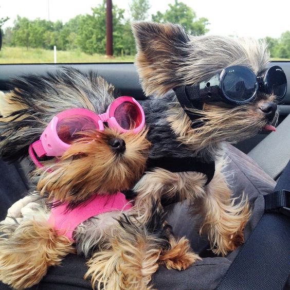 14 Things That Make Yorkies Happy