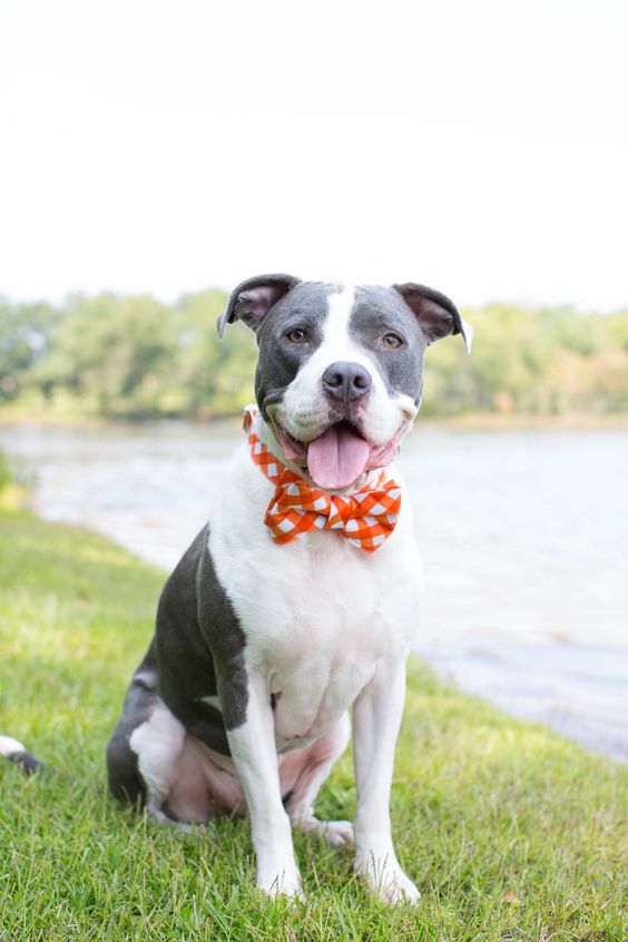 American Staffordshire Terrier
