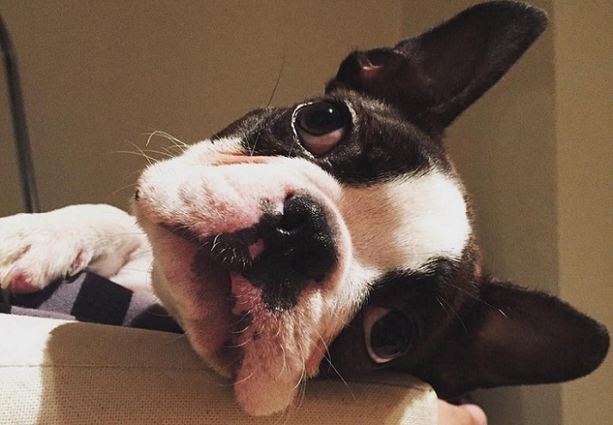 12 Boston Terrier Property Laws 9