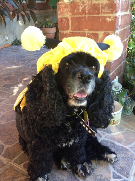 Cocker spaniel dressed as a bumble bee