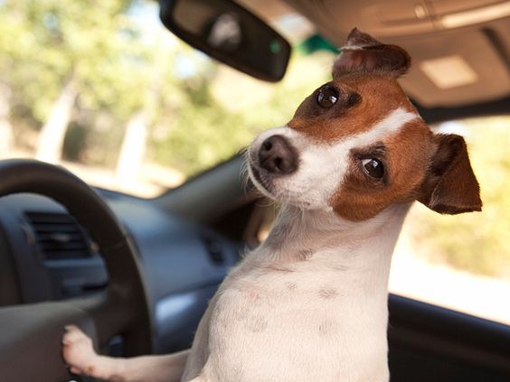 Cute jack russell pics dog car