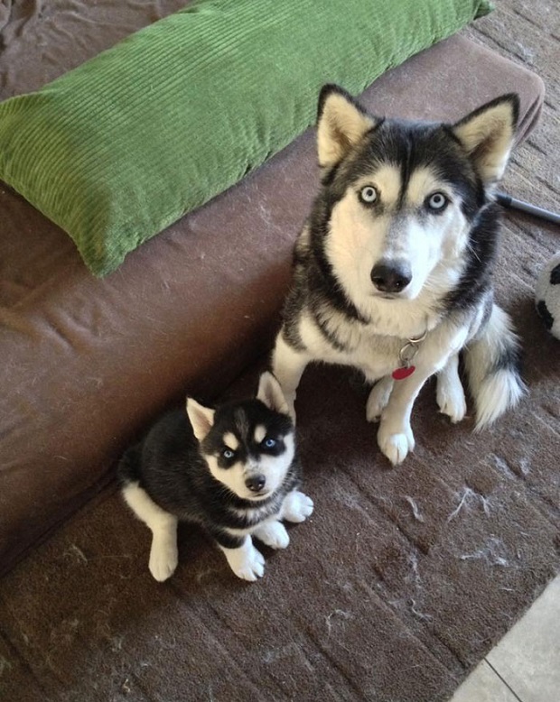 Father And Son huskies