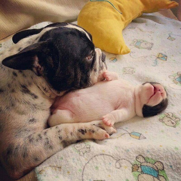 French Bulldog And Its Puppy nap time