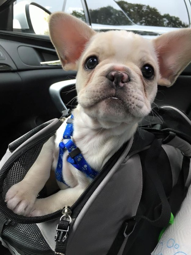 Frenchie, dog, photo