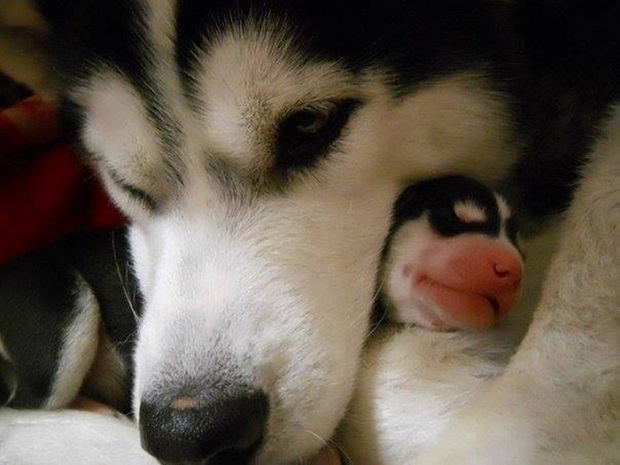 Husky And Its Baby family