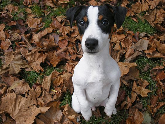 JRT jack russell begging