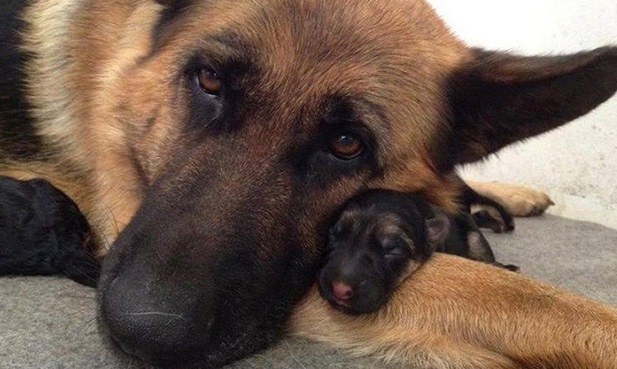 14 Dogs With Their Cute Mini-Mes 1
