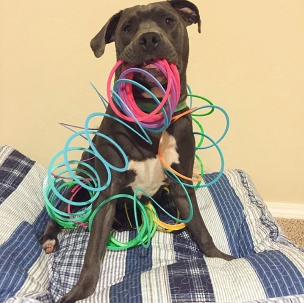 Pit-Bull-funny_mini