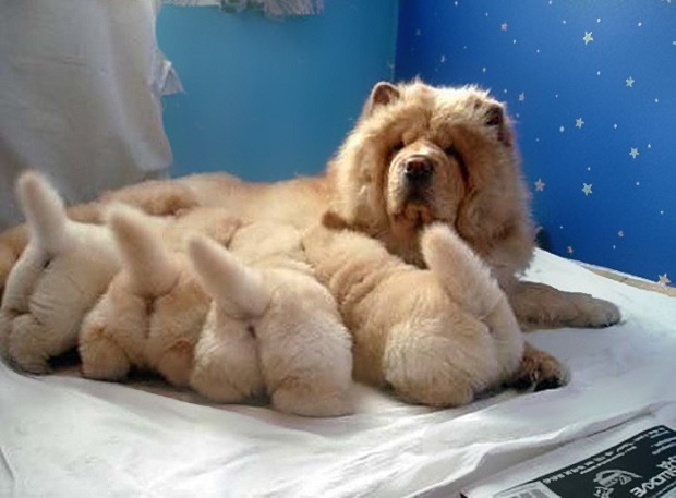 Puppy Bums chow chow