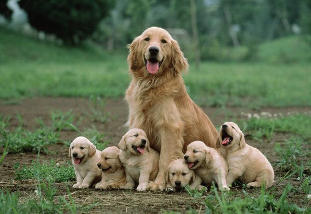 Six Sweet Puppies Sitting With Mother family