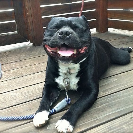 Staffordshire Bull Terrier rest