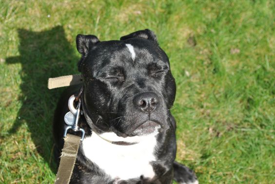 Sunbathing Spring sunshine bull terrier