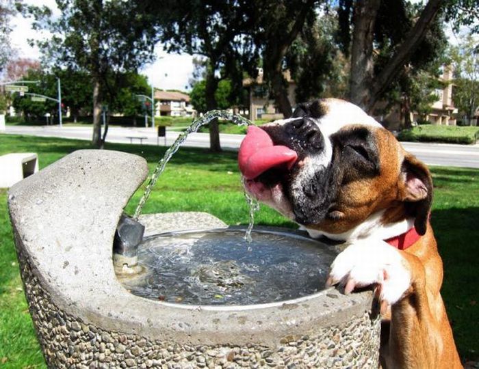 Thirsty-boxer-dog