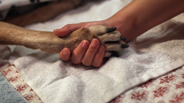 17 Genius Hacks That Make Having A Dog So Much Easier 9