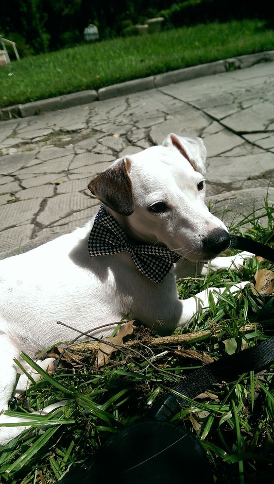 adorable jack russell bowties