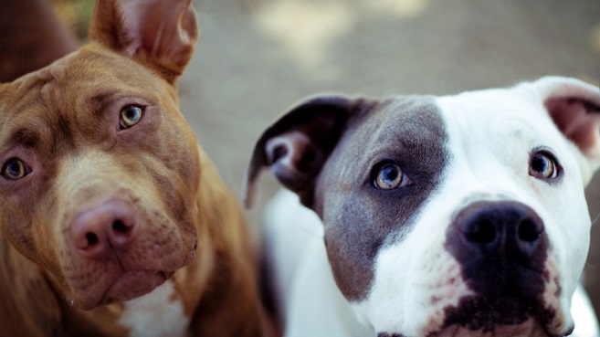 12 Things That Make Pit Bulls Happy 3