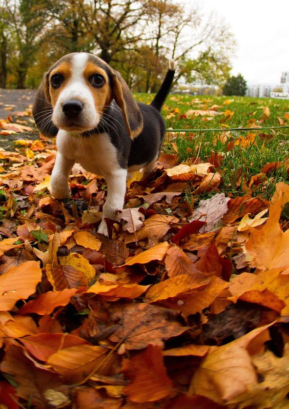 autumn puppy beagle
