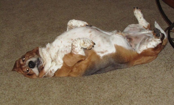 basset hound belly