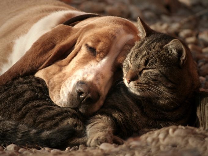 basset-hound-cat-sleep