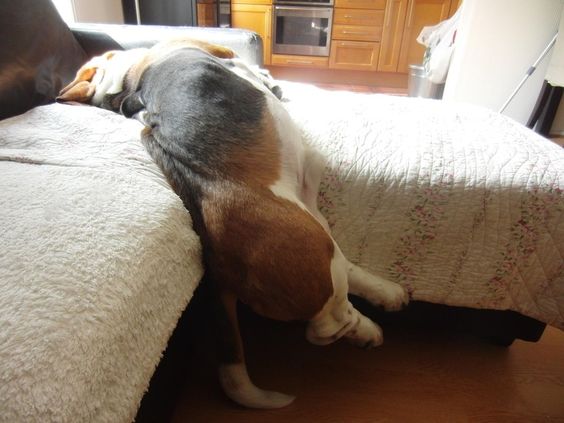 basset hound nap time