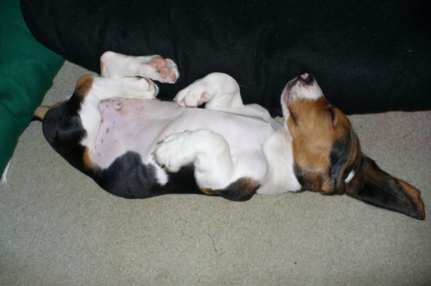 basset-hound-puppy-sleep-fun