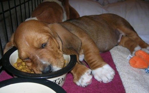 basset hound puppy sleep