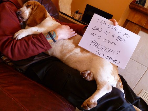 basset hound sleep on dad