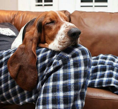 basset hound sleeping dog