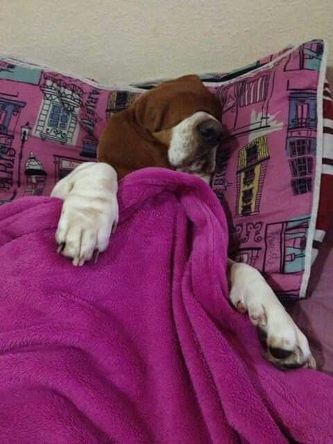 basset hound sleeping in bed